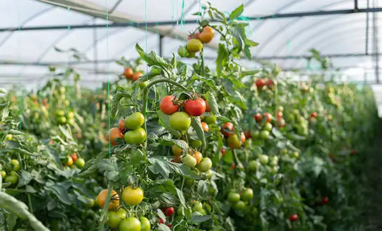 Best Biostimulant for Tomato Yield Improvement